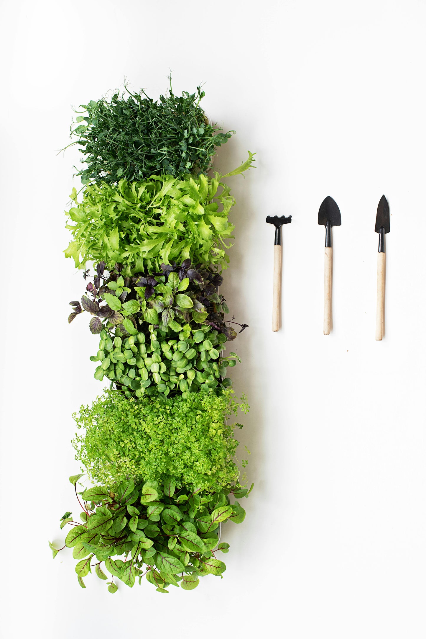 Senteur menthe et basilic