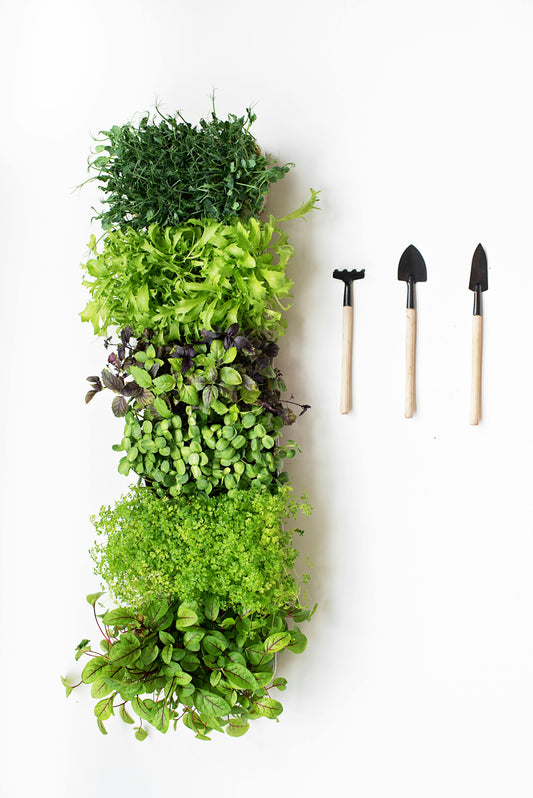 Senteur menthe et basilic