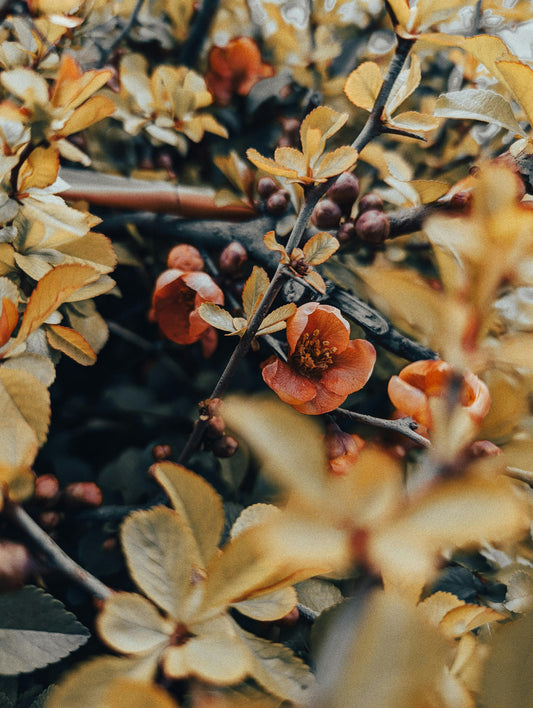 Senteur fleur d'oranger